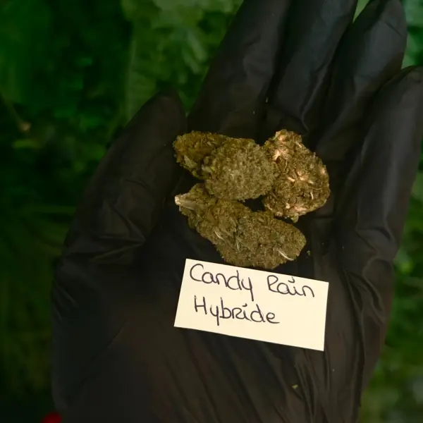 Fleur - CBD - Hybride - Candy Rain