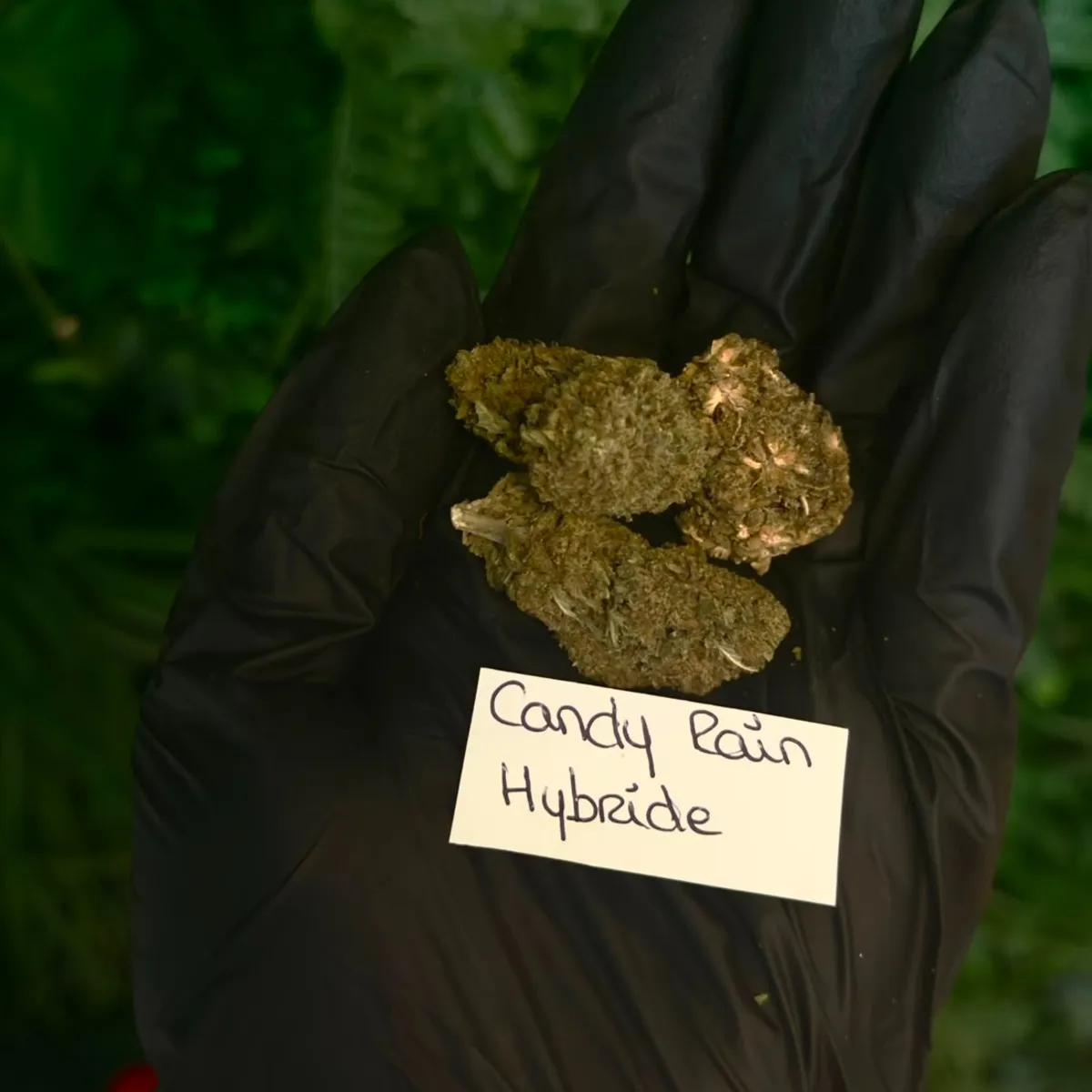 Fleur - CBD - Hybride - Candy Rain