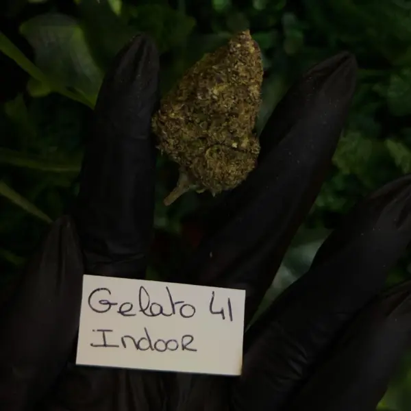 Fleur - CBD - Indoor - Gelato 41
