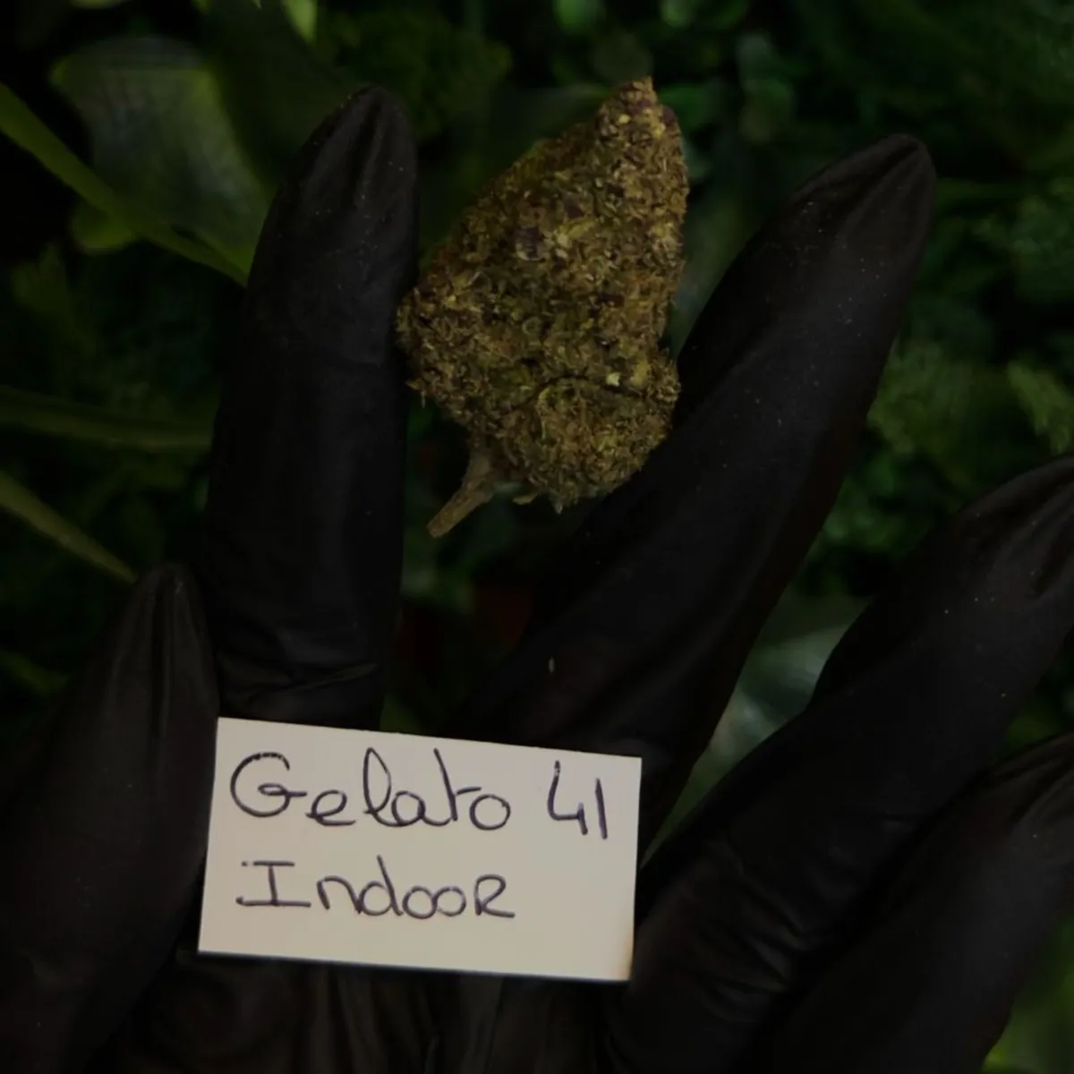 Fleur - CBD - Indoor - Gelato 41
