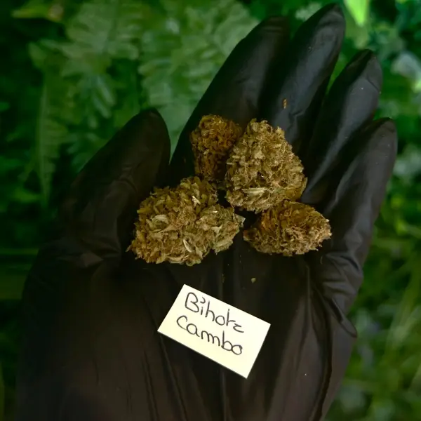 Fleur - Ext - CBD - Bihotz