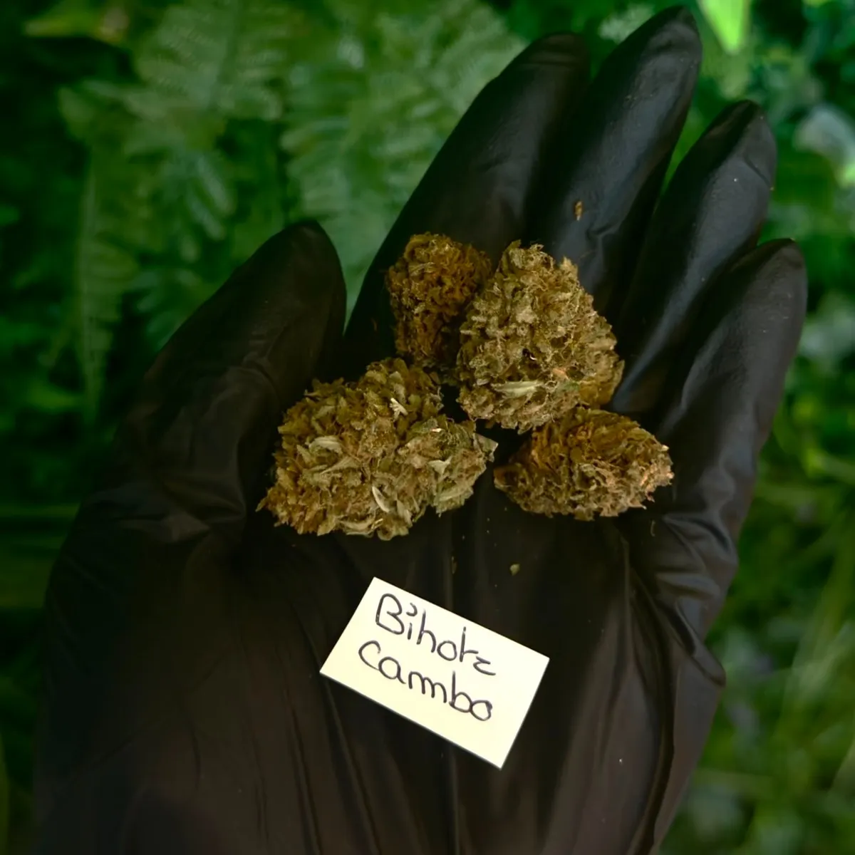 Fleur - Ext - CBD - Bihotz