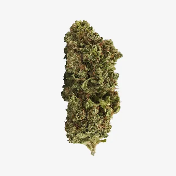 Fleur - Thvn10 - Mango - 40%