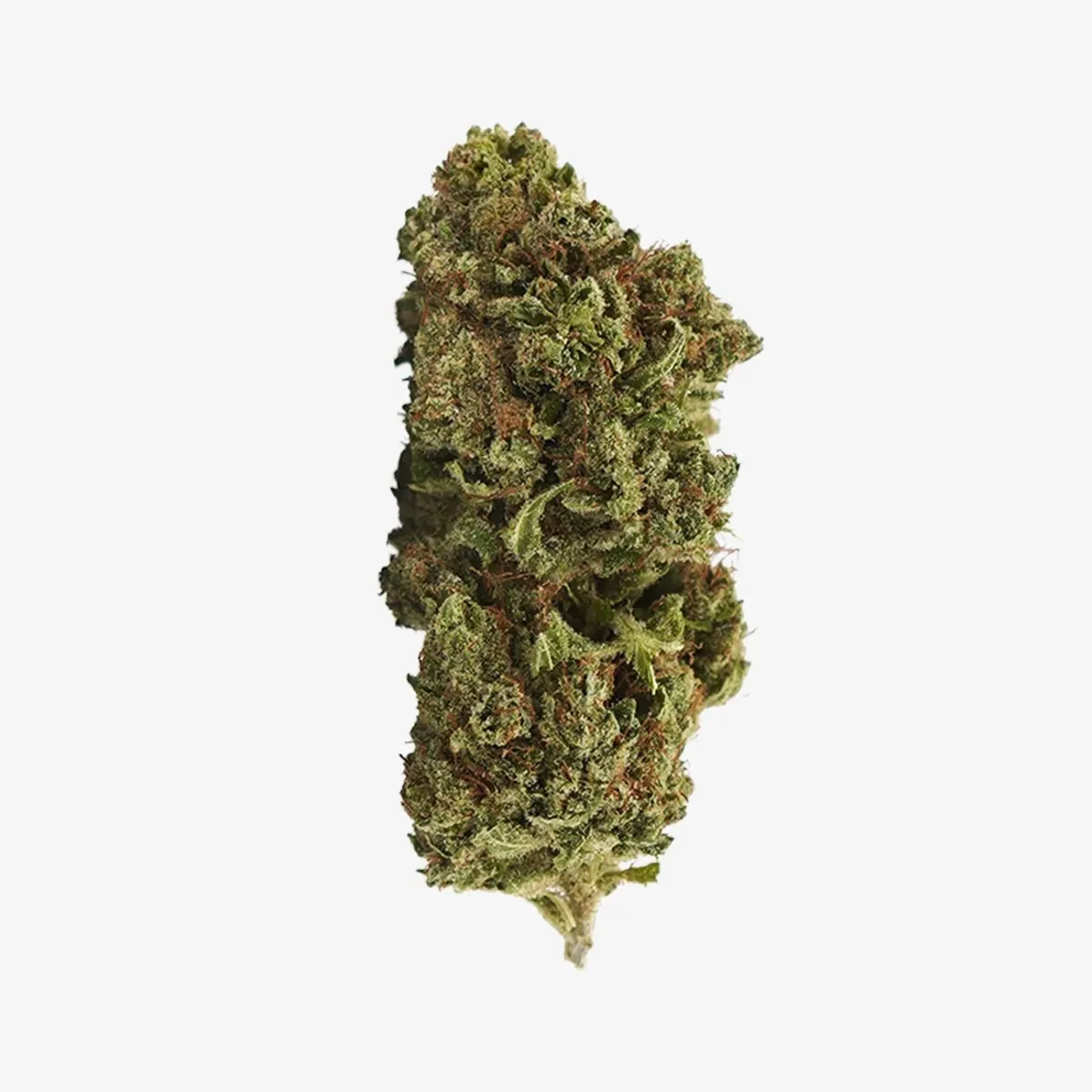 Fleur - Thvn10 - Mango - 40%